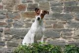 JACK RUSSEL 310